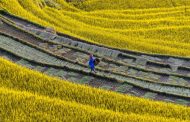 The harvesting season