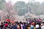 Lễ hội hoa anh đào Nhật Bản - Hà Nội 2020 sẽ tổ chức vào tháng 3-2020