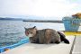 Tashirojima - hòn đảo của những chú mèo mập ú ở Nhật Bản
