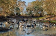 Những bức ảnh đẹp nhất 2019 do National Geographic công bố