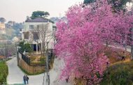 Đà Lạt lãng mạn như một bộ phim khi vào mùa mai anh đào