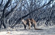 Đảo Kangaroo hoang tàn sau thảm họa cháy rừng