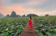 Đầm sen kỳ lạ nở rộ rực rỡ giữa mùa đông Ninh Bình