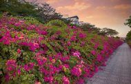 Con đường hoa giấy rực rỡ sắc đỏ ngay tại Sài Gòn