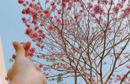 Có một Sài Gòn mùa hoa kèn hồng mộng mơ đến vậy