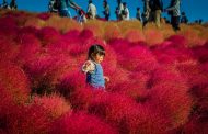 Nhật Bản đỏ rực rỡ trong mùa cỏ kochia